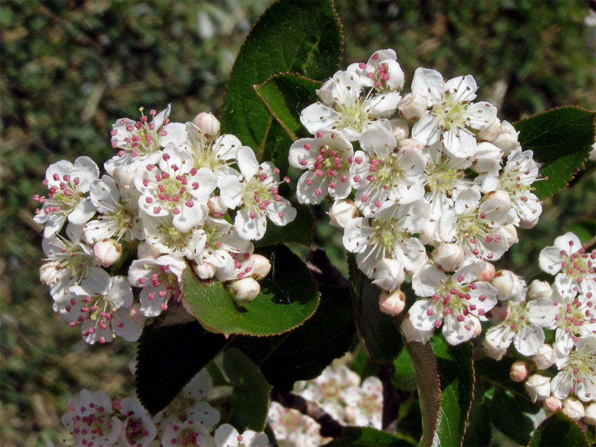 Temnoplodec černoplodý (Aronia melanocarpa (Michx.) Elliott s. l.)