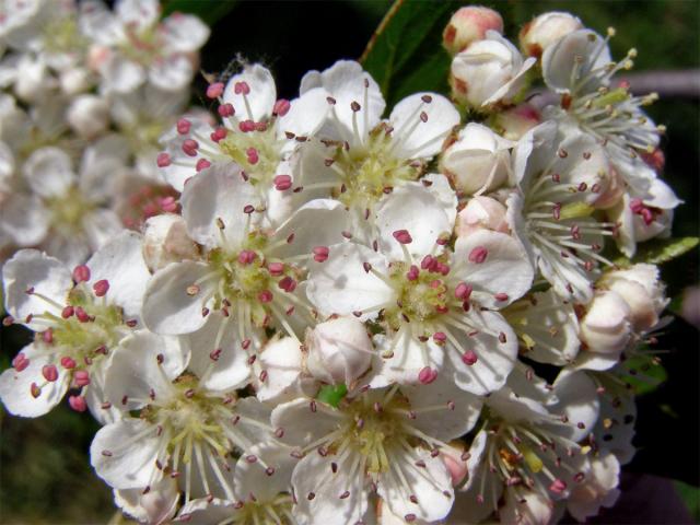 Temnoplodec černoplodý (Aronia melanocarpa (Michx.) Elliott s. l.)