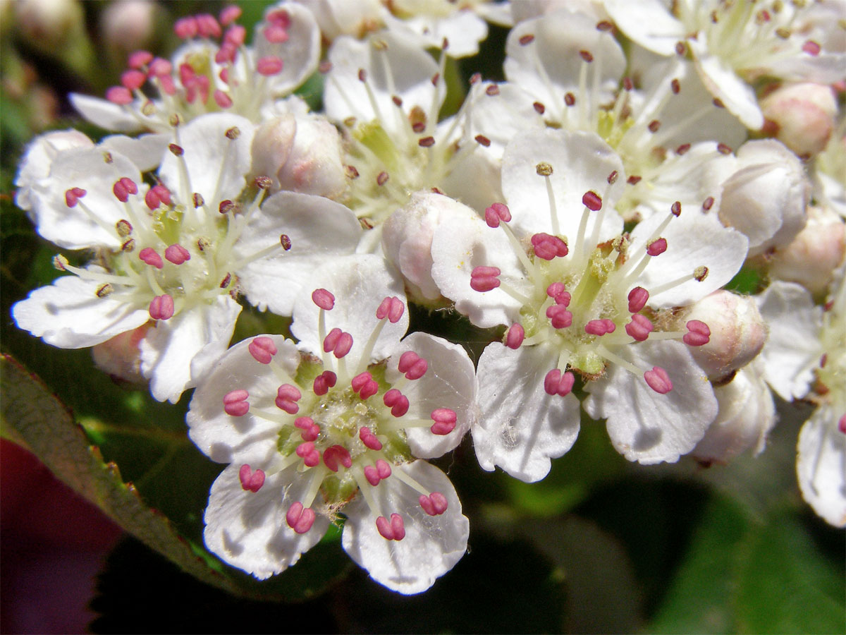 Temnoplodec černoplodý (Aronia melanocarpa (Michx.) Elliott s. l.)