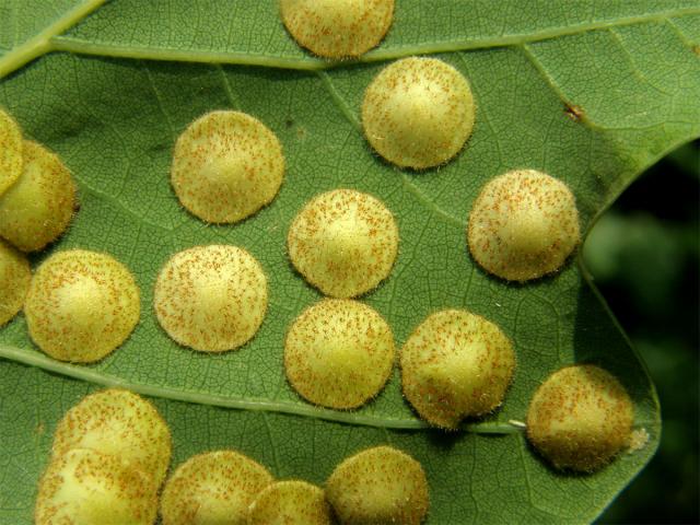 Hálky žlabatky hráškové (Neuroterus quercusbaccarum) - letní generace