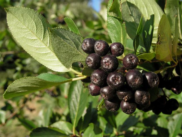 Temnoplodec černoplodý (Aronia melanocarpa (Michx.) Elliott s. l.)