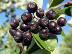 Temnoplodec černoplodý (Aronia melanocarpa (Michx.) Elliott s. l.)