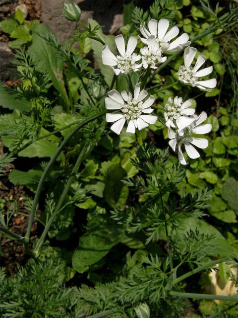 Paprska velkokvětá (Orlaya grandiflora (L.) Hoffm.)