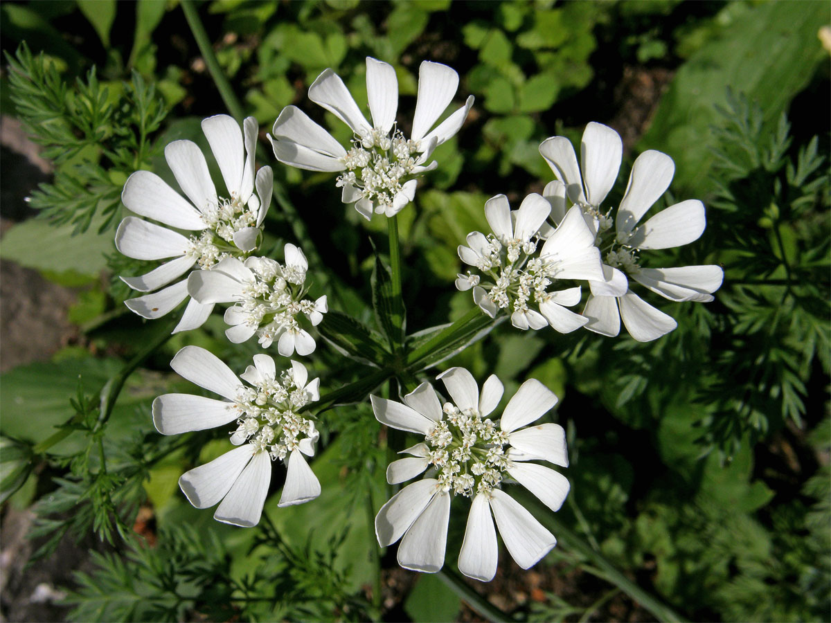 Paprska velkokvětá (Orlaya grandiflora (L.) Hoffm.)