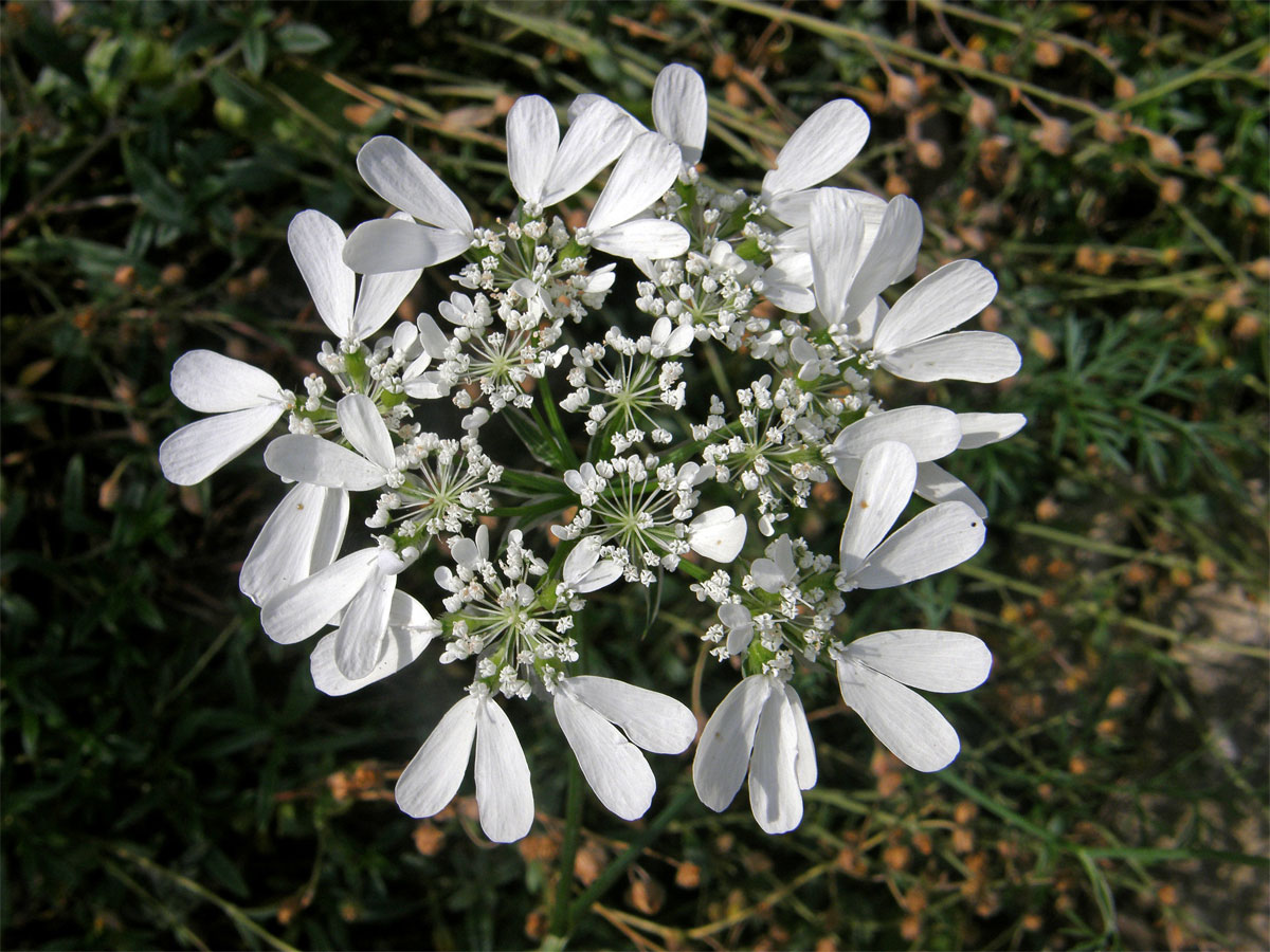 Paprska velkokvětá (Orlaya grandiflora (L.) Hoffm.)