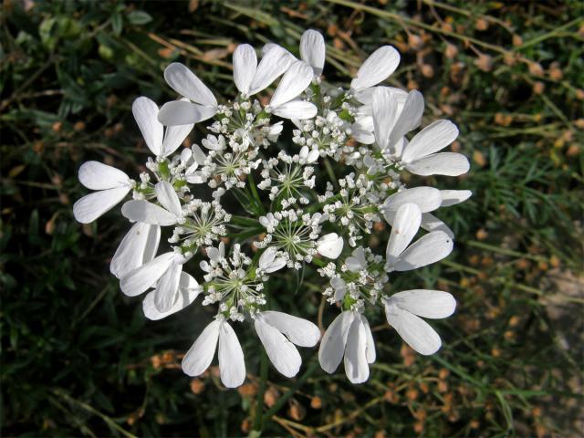 Paprska velkokvětá (Orlaya grandiflora (L.) Hoffm.)