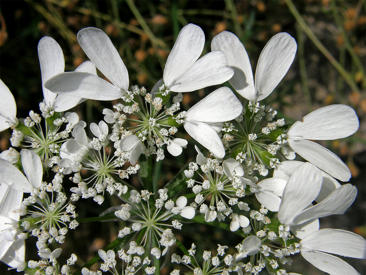 Paprska velkokvětá (Orlaya grandiflora (L.) Hoffm.)