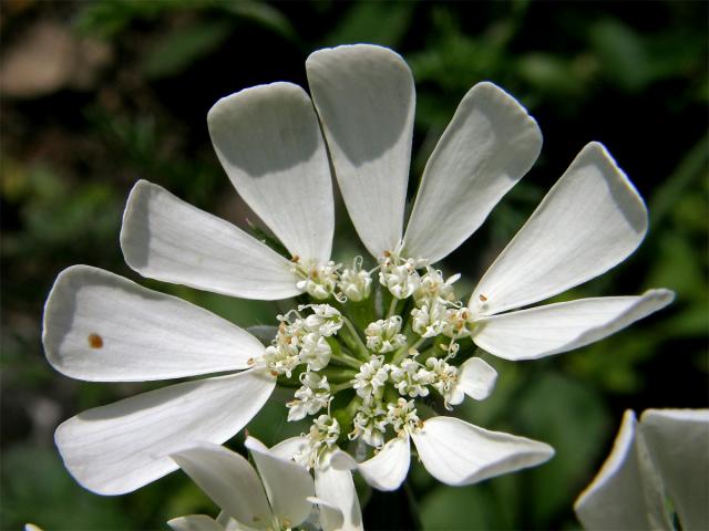 Paprska velkokvětá (Orlaya grandiflora (L.) Hoffm.)