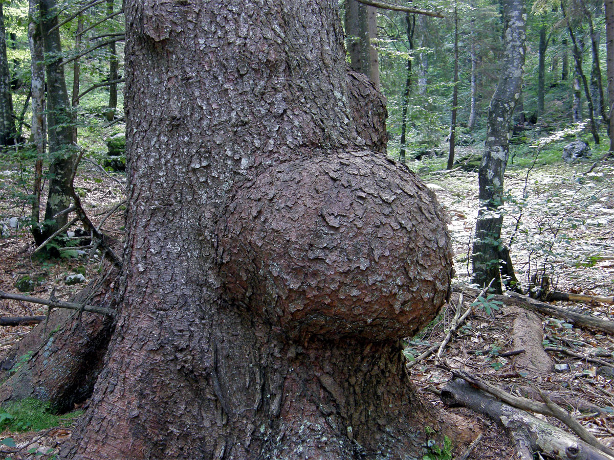 Smrk ztepilý (Picea abies (L.) Karsten) (1) s nádorem na kmeni