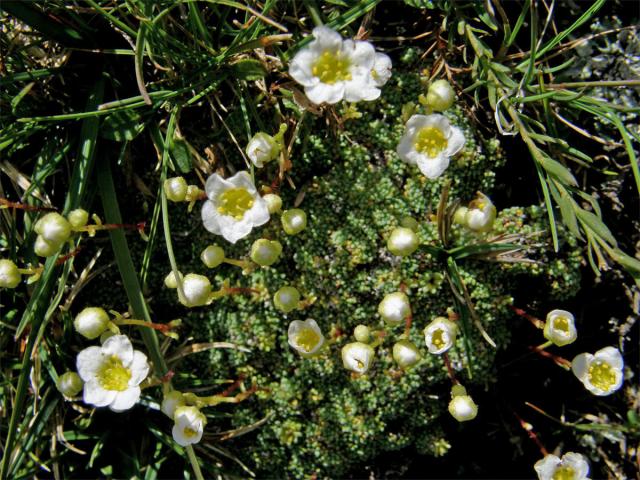 Lomikámen kostrbatý (Saxifraga squarrosa Sieber)