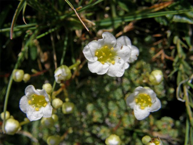 Lomikámen kostrbatý (Saxifraga squarrosa Sieber)