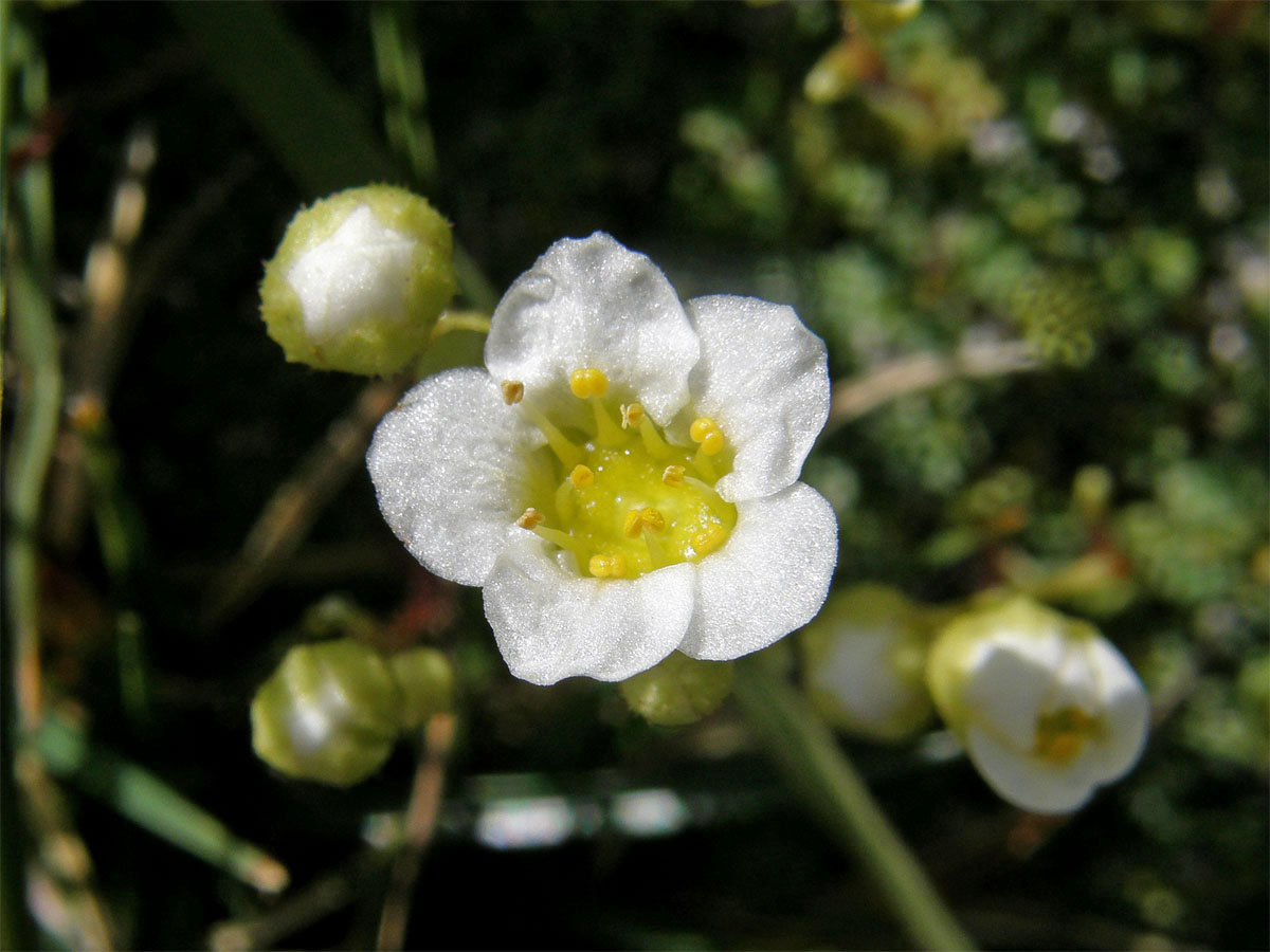 Lomikámen kostrbatý (Saxifraga squarrosa Sieber)