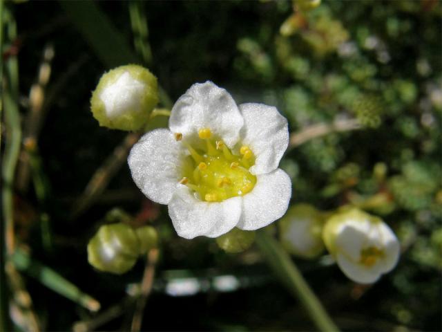 Lomikámen kostrbatý (Saxifraga squarrosa Sieber)