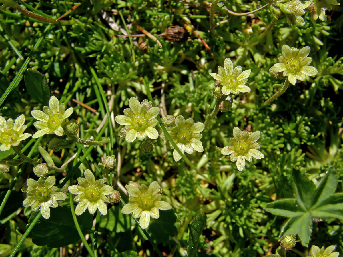 Lomikámen pižmový (Saxifraga moschata Wulfen)