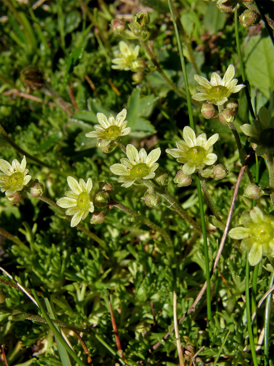 Lomikámen pižmový (Saxifraga moschata Wulfen)