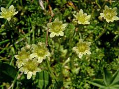 Lomikámen pižmový (Saxifraga moschata Wulfen)