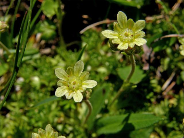 Lomikámen pižmový (Saxifraga moschata Wulfen)