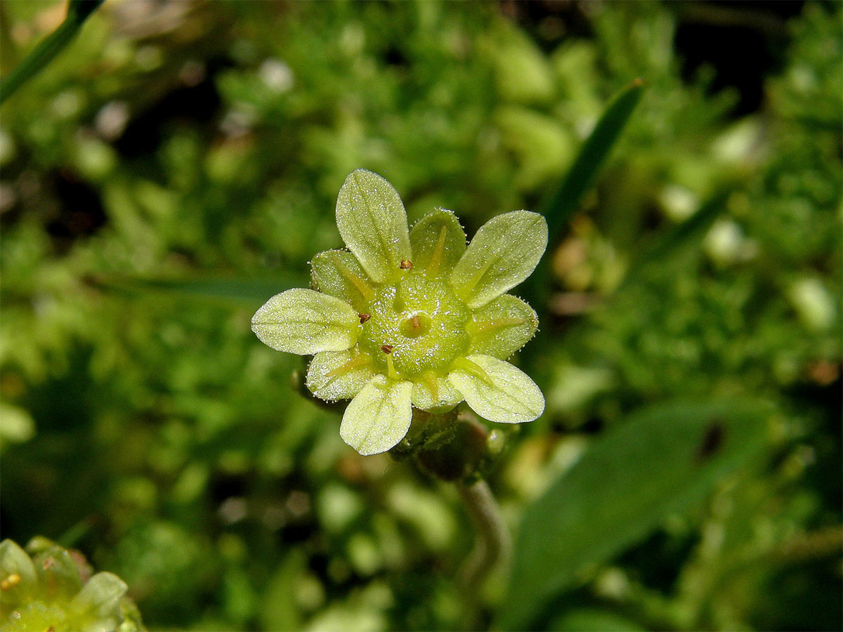 Lomikámen pižmový (Saxifraga moschata Wulfen)