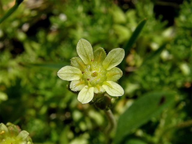 Lomikámen pižmový (Saxifraga moschata Wulfen)