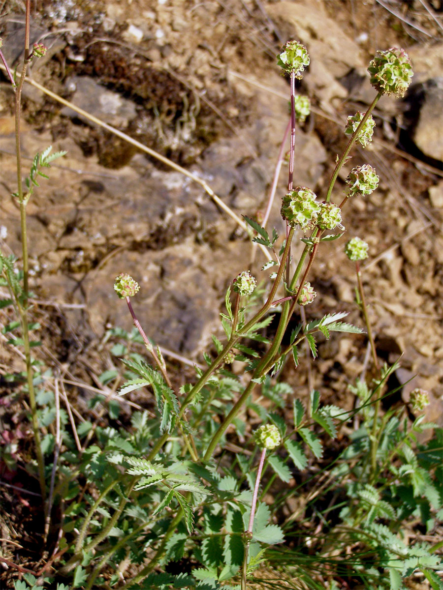 Krvavec menší (Sanguisorba minor Scop.)