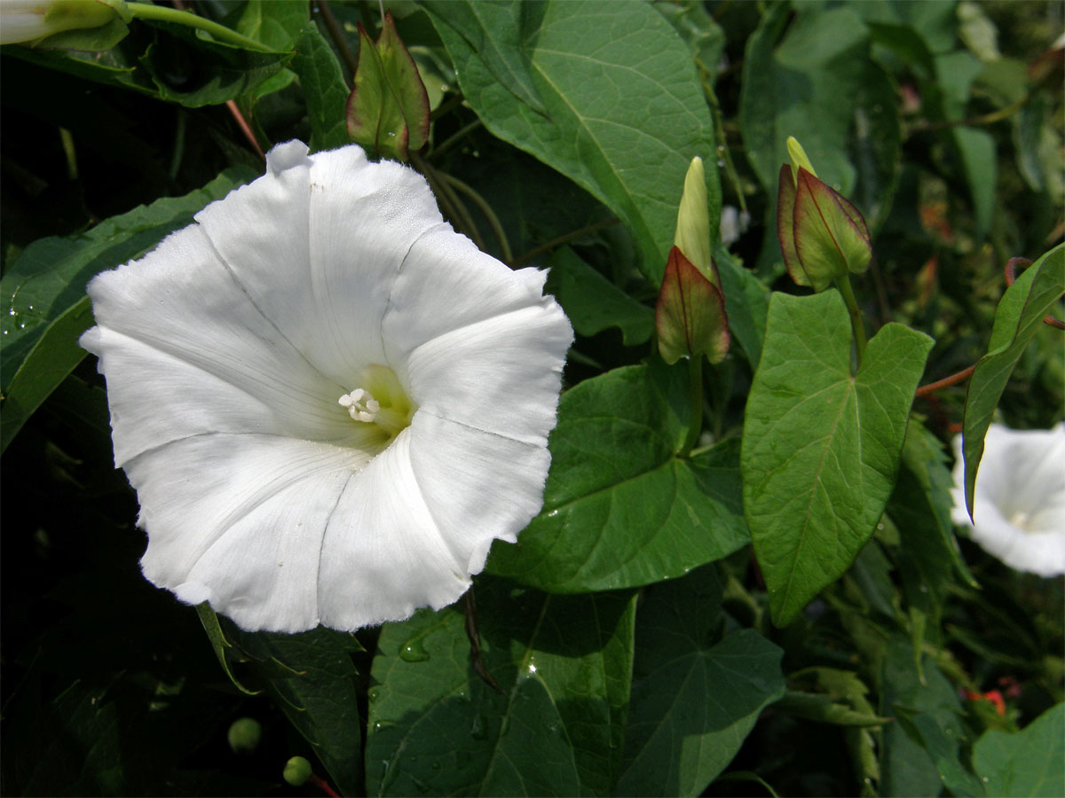 Opletník plotní (Calystegia sepium (L.) R. Br.)