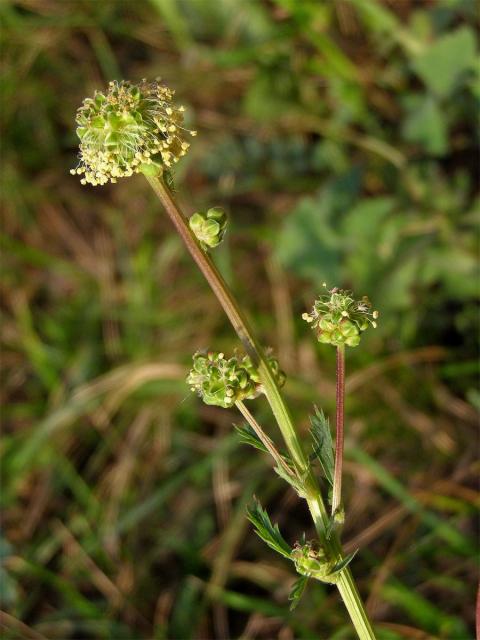 Krvavec menší (Sanguisorba minor Scop.)