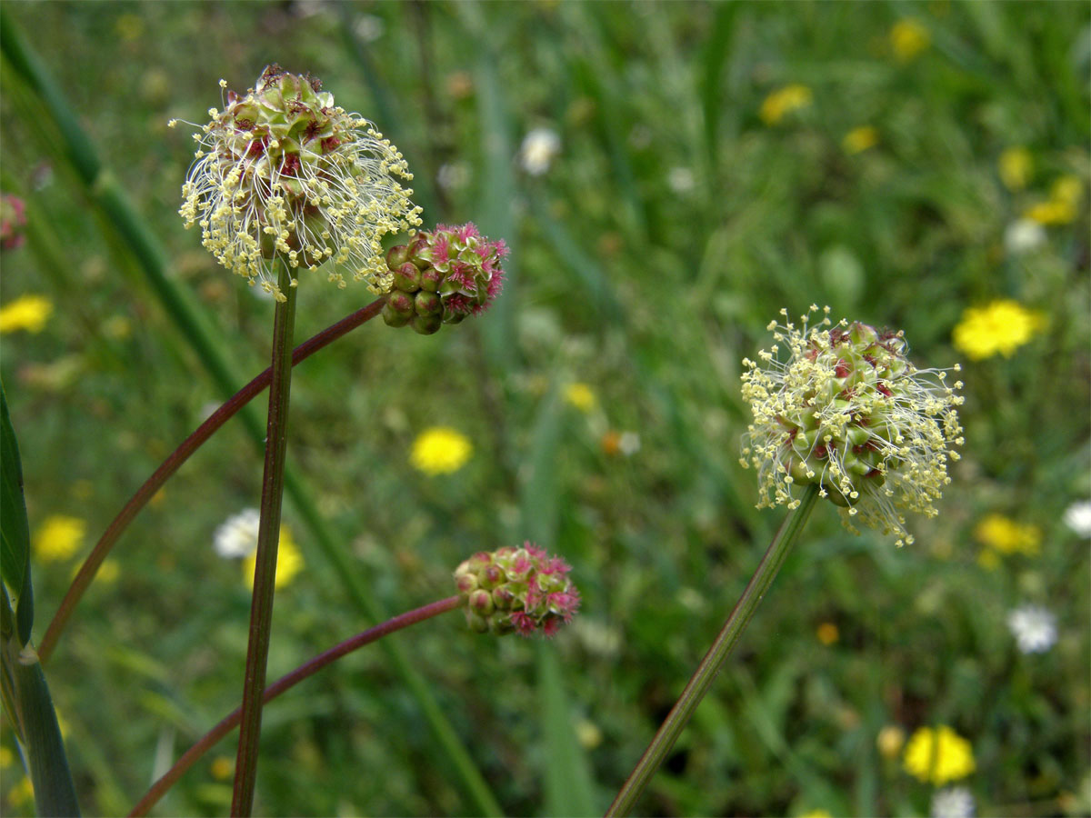 Krvavec menší (Sanguisorba minor Scop.)