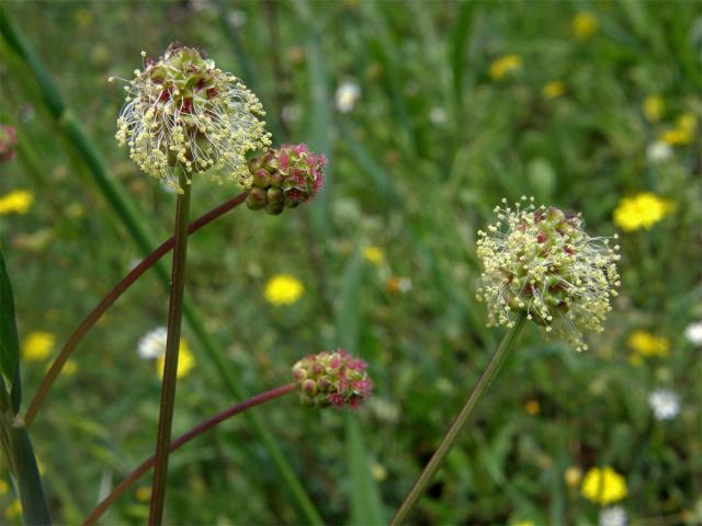 Krvavec menší (Sanguisorba minor Scop.)