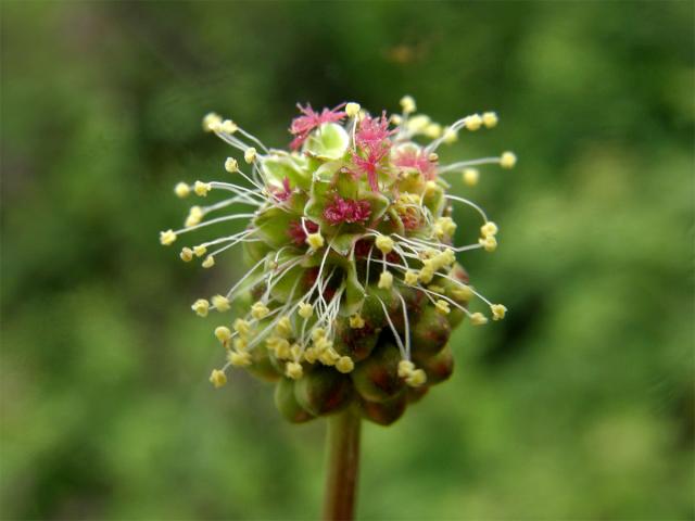 Krvavec menší (Sanguisorba minor Scop.)