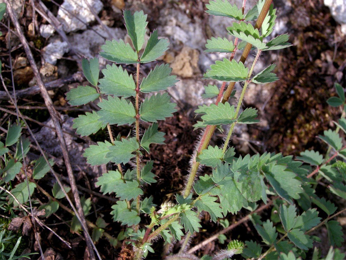 Krvavec menší (Sanguisorba minor Scop.)