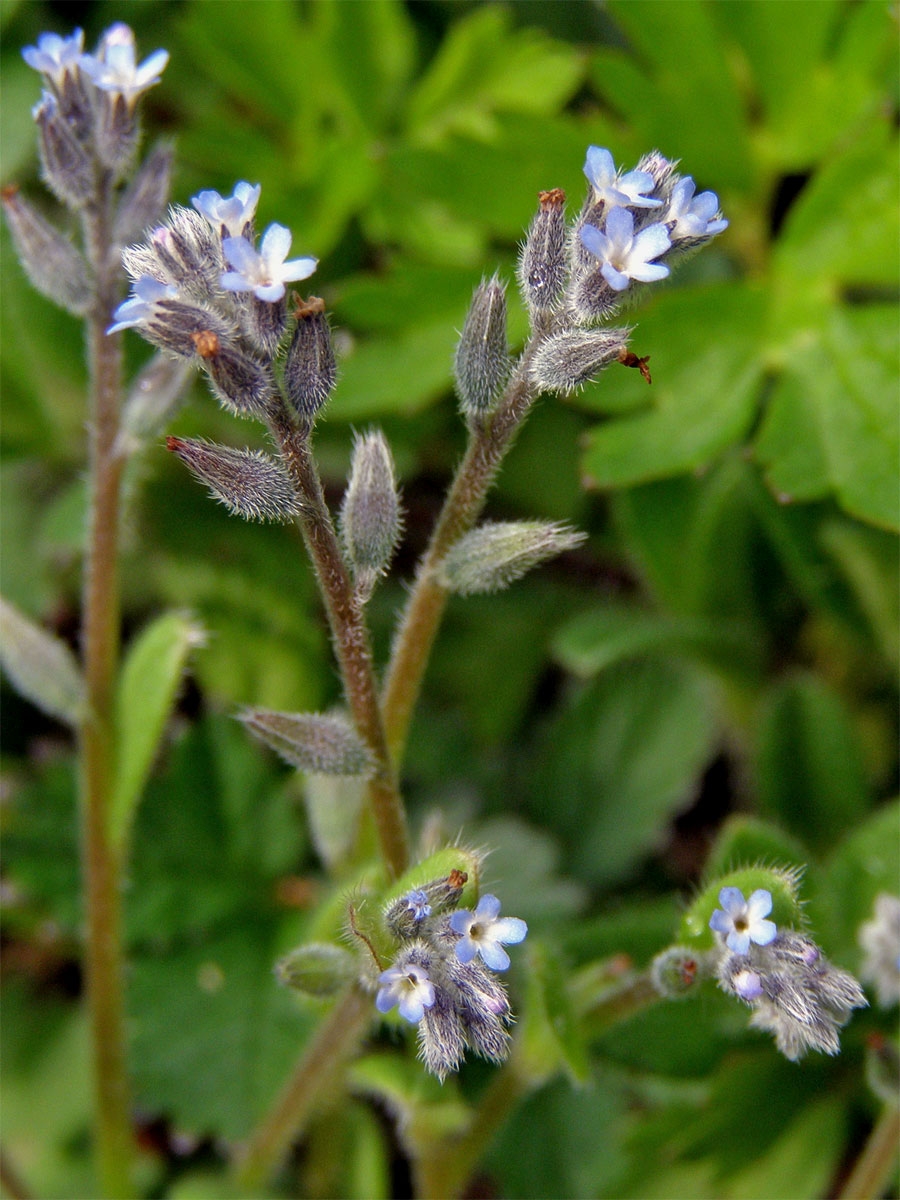 Pomněnka drobnokvětá (Myosotis stricta R. et Sch.)