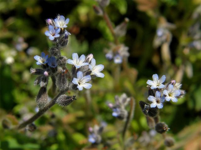 Pomněnka drobnokvětá (Myosotis stricta R. et Sch.)