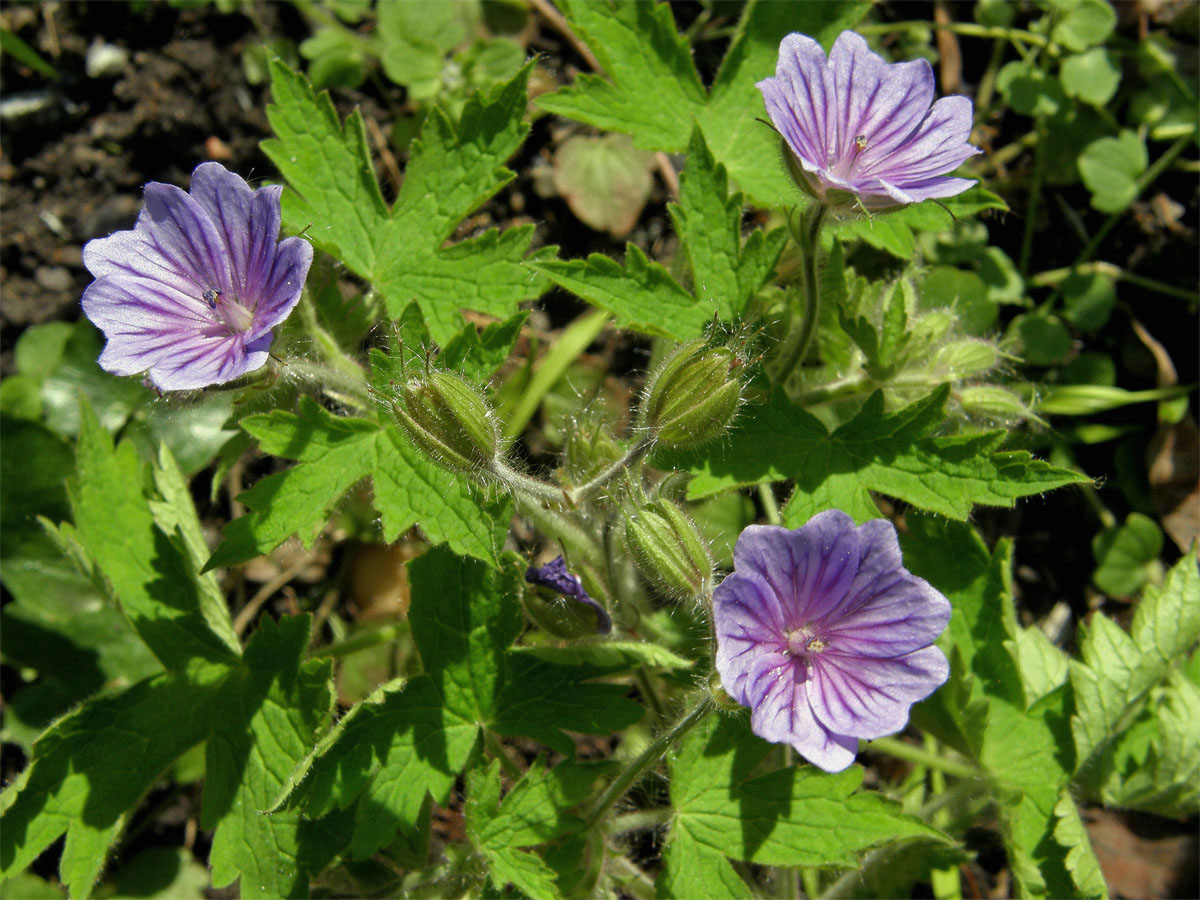 Kakost český (Geranium bohemicum L.)