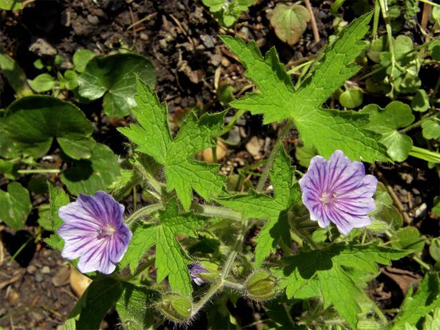 Kakost český (Geranium bohemicum L.)