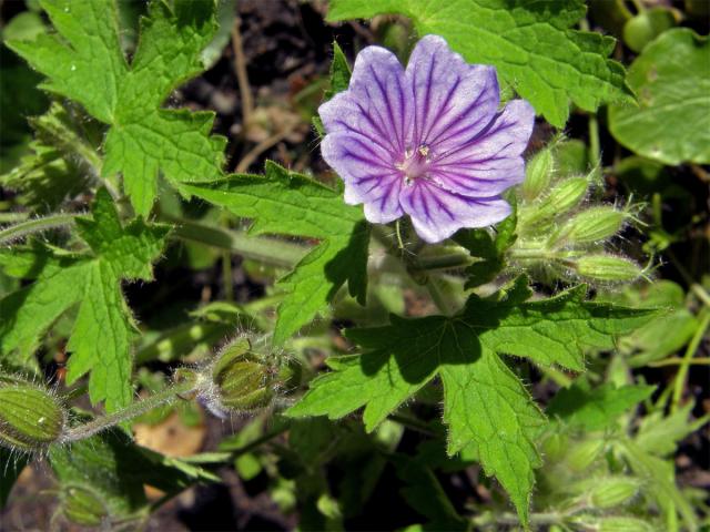 Kakost český (Geranium bohemicum L.)