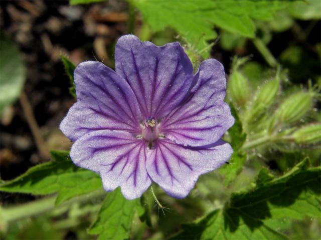 Kakost český (Geranium bohemicum L.)