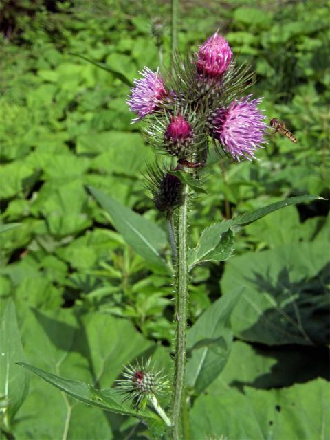 Bodlák lopuchovitý (Carduus personata (L.) Jacq.)