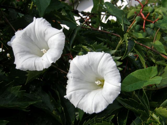 Opletník plotní (Calystegia sepium (L.) R. Br.)