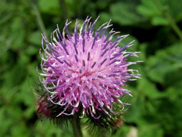 Bodlák lopuchovitý (Carduus personata (L.) Jacq.)