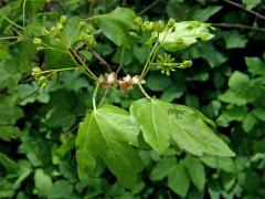 Javor babyka (Acer campestre L.)   