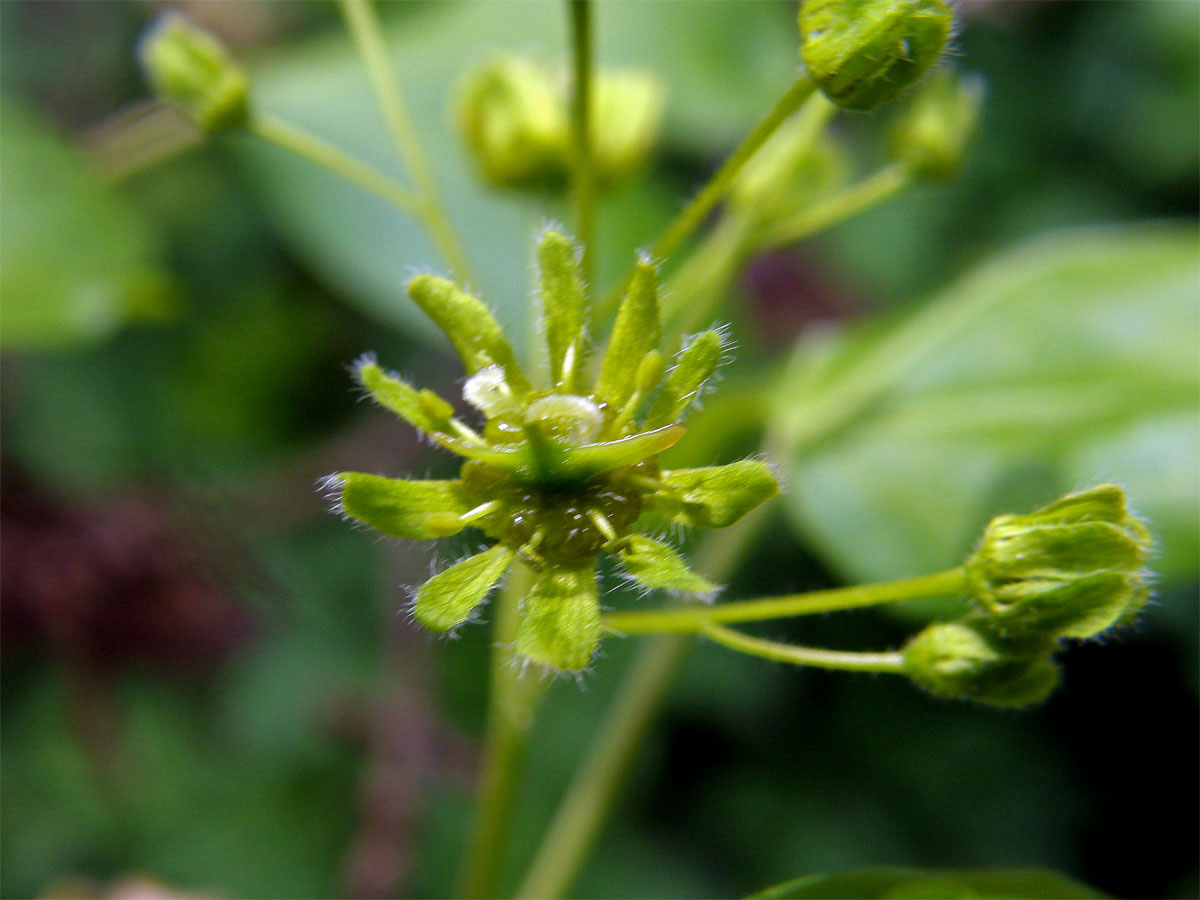 Javor babyka (Acer campestre L.)