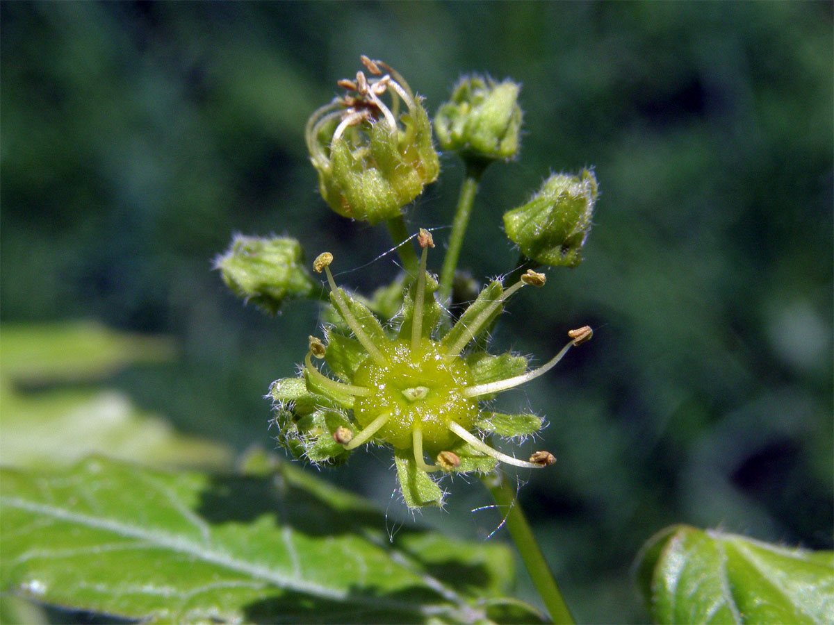 Javor babyka (Acer campestre L.)