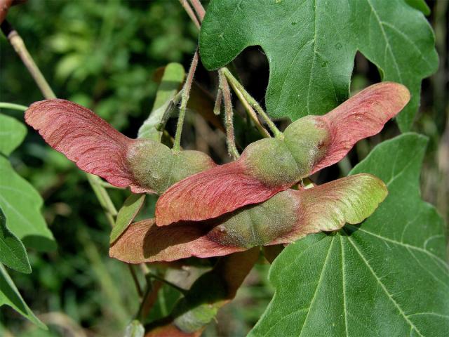 Javor babyka (Acer campestre L.)