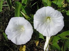 Opletník plotní (Calystegia sepium (L.) R. Br.)