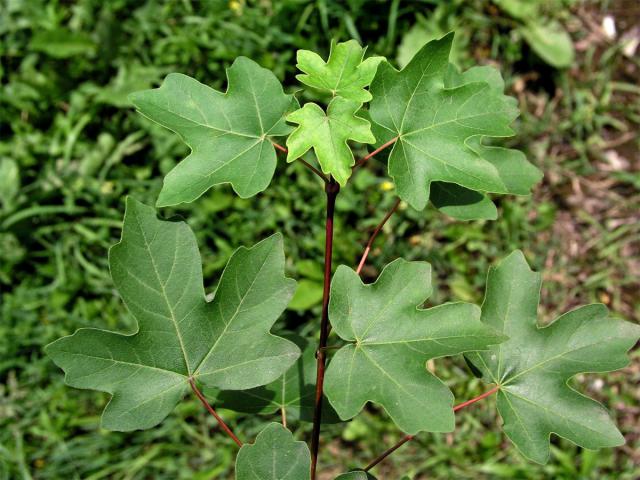 Javor babyka (Acer campestre L.)