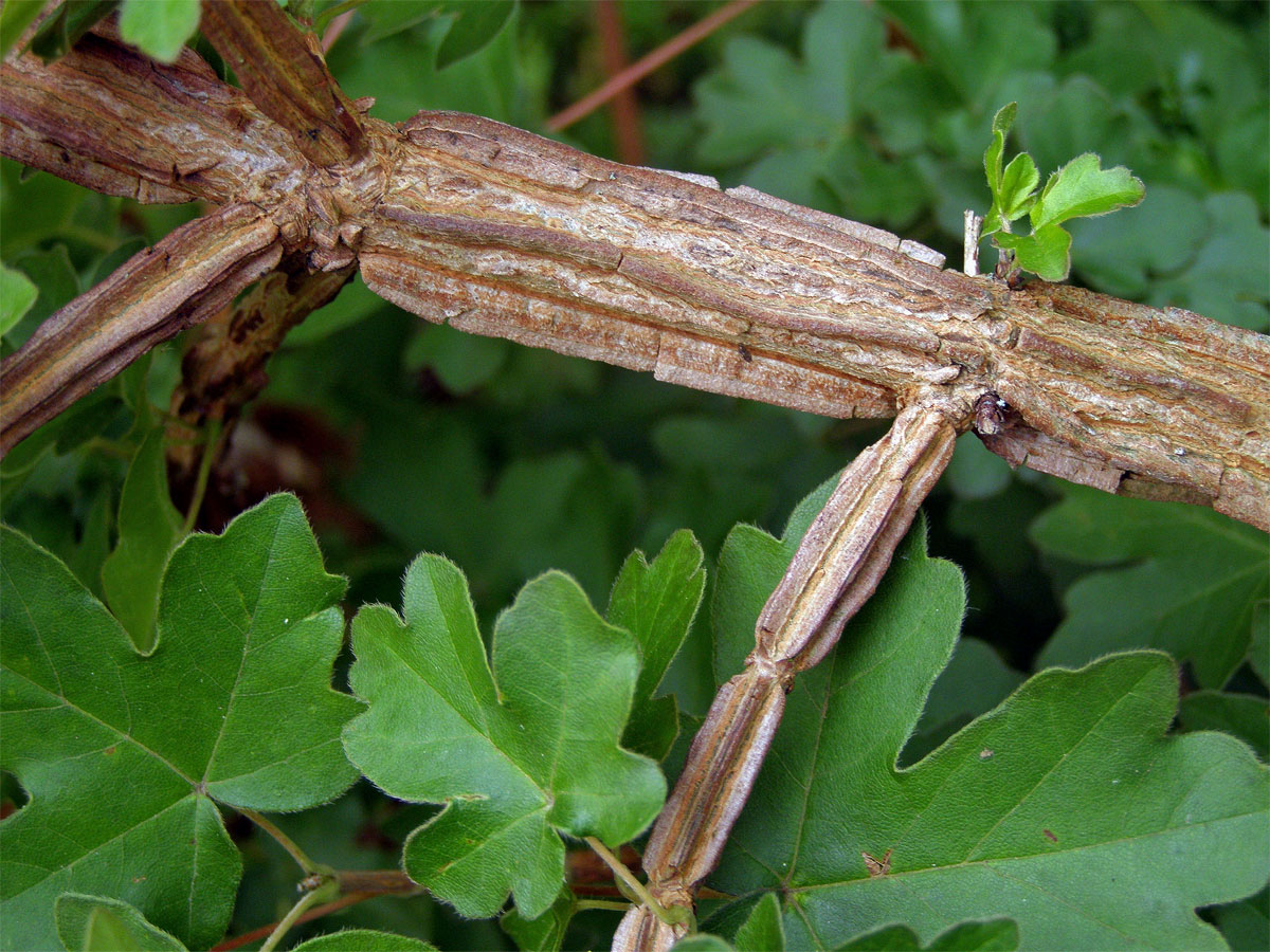 Javor babyka (Acer campestre L.)