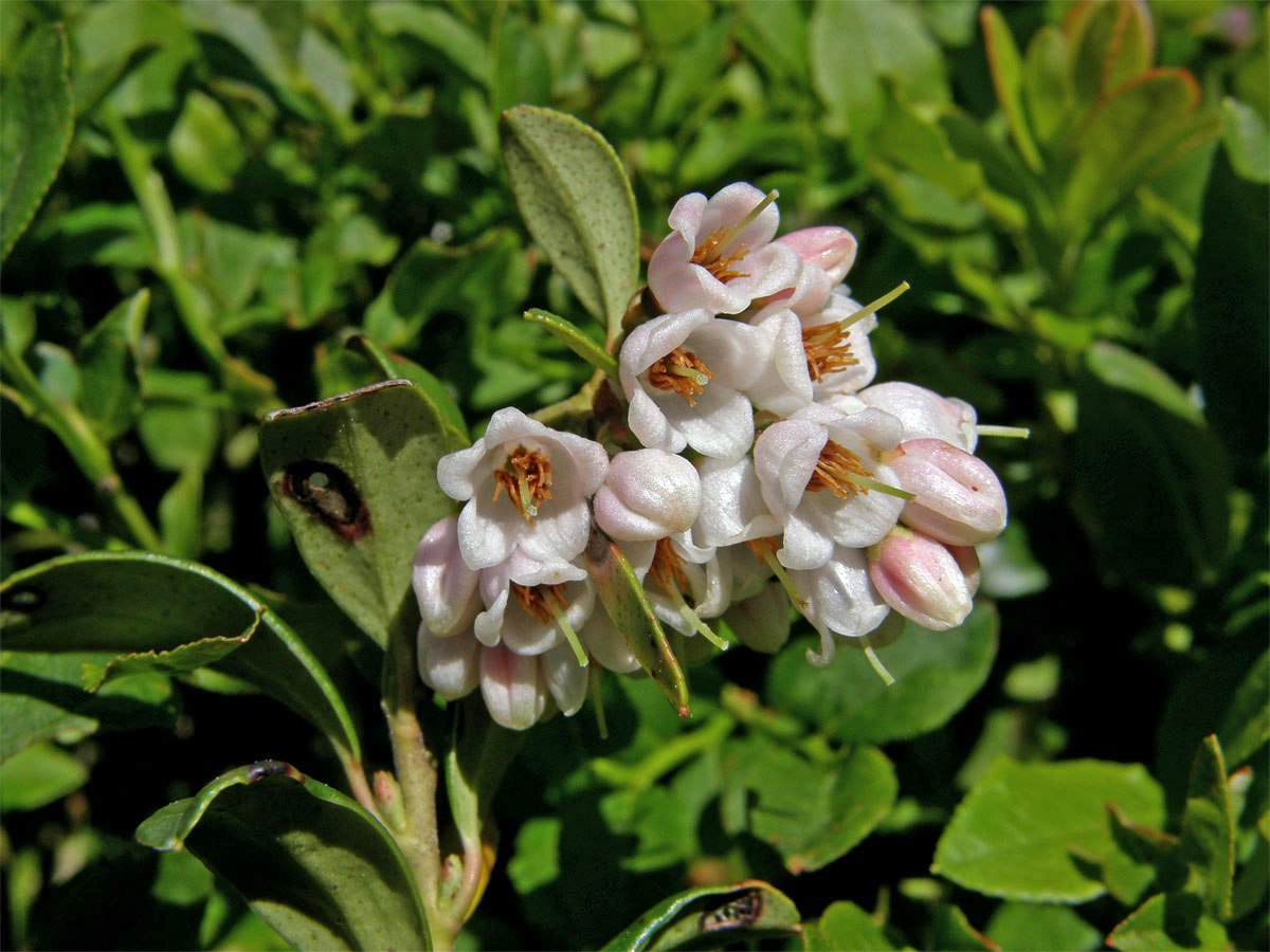 Brusnice brusinka (Vaccinia vitis-idaea L.)