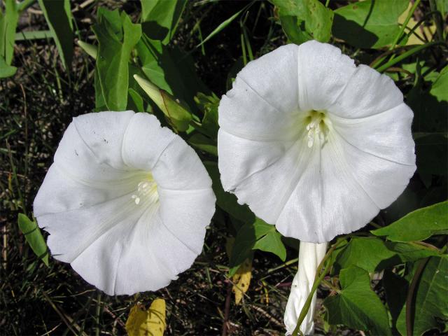 Opletník plotní (Calystegia sepium (L.) R. Br.)