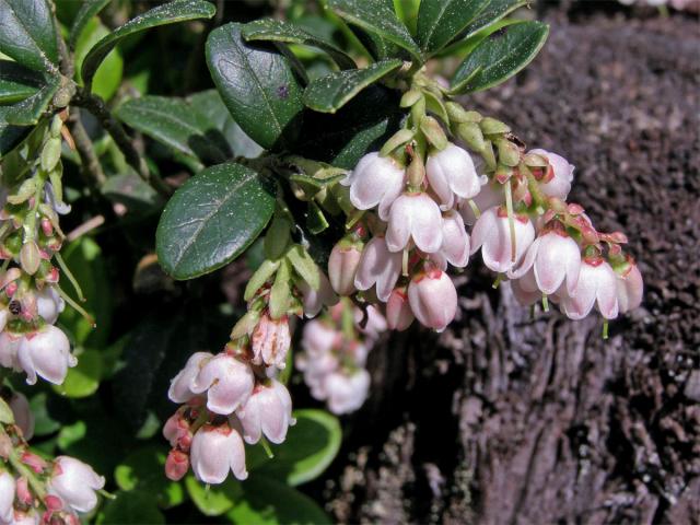 Brusnice brusinka (Vaccinia vitis-idaea L.)