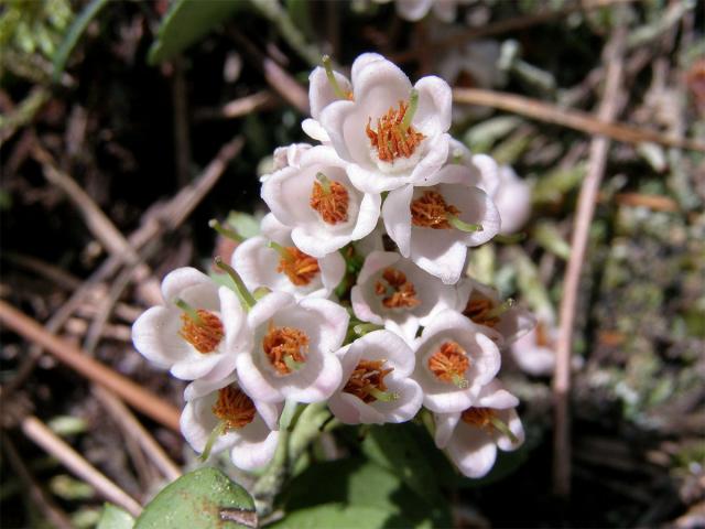 Brusnice brusinka (Vaccinia vitis-idaea L.)